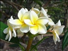 Plumeria 'Jean Moragne' {plumeria alba}